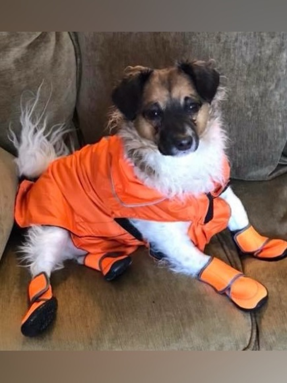 Dog shoes
